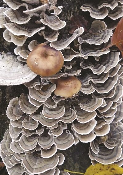 Wild mushrooms claim six lives