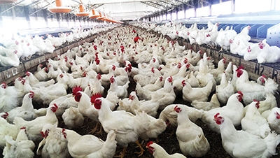 Lesotho bans SA poultry products