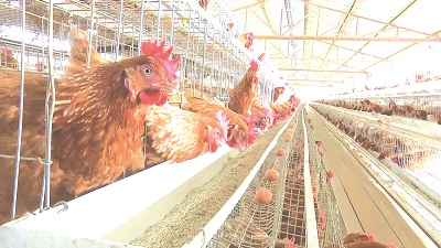 Over half a billion boost into poultry sector
