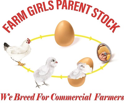 FARM GIRLS PARENT STOCK AIMS TO COVER BROILERS VALUE CHAIN